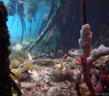 Mangrove-root-underseascape-web