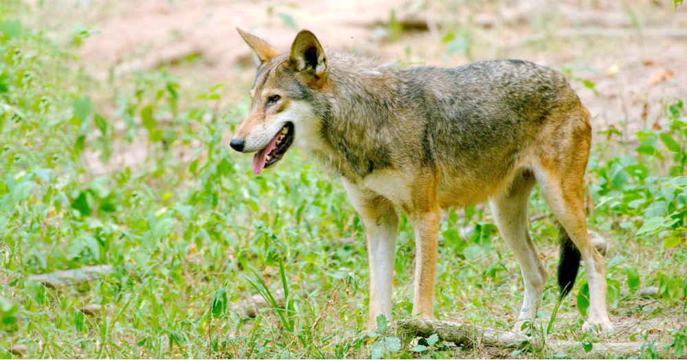 #RedWolvesWeek to Create Red Wolf Preservation Awareness