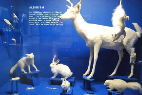 Albino Animals