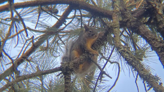 Sciurus oculatus (the Peters's Squirrel)