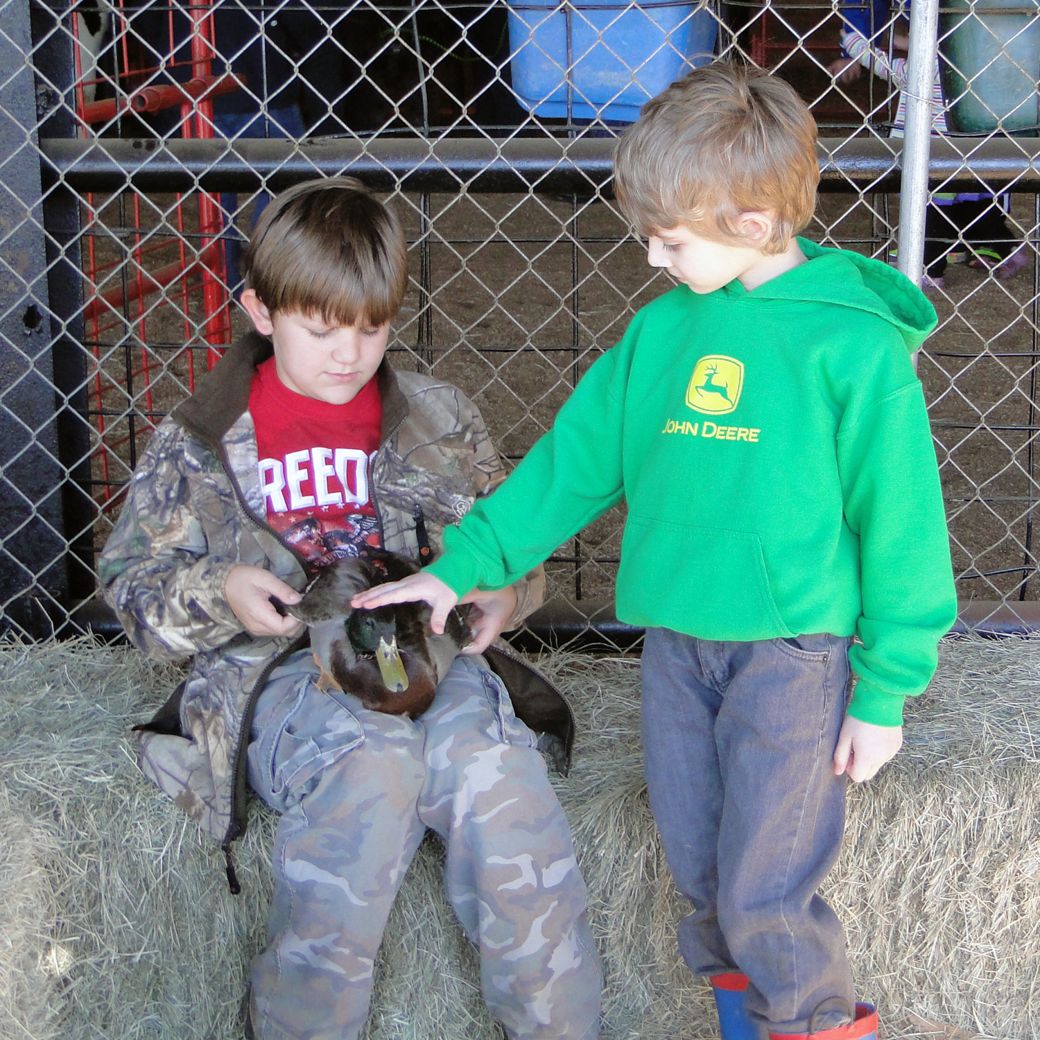 Petting Zoo Duck