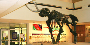 Mastodon Skeleton