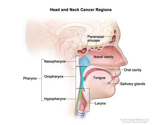 Anatomy of Head and Neck