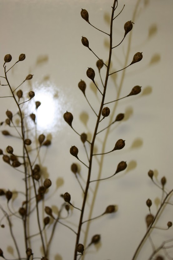 Dried camelina plant, harvest ready